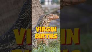 Komodo Dragons The Virgin Birth Mystery wildlife shorts animalfacts sciencefacts shortsviral [upl. by Millard]