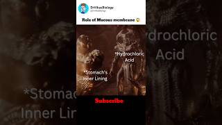 How mucous protects the stomach from HCL 👨‍⚕️ [upl. by Vinson]