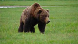 Katmai BIG Brown Bear Approaching  Close enough [upl. by Ayotl]