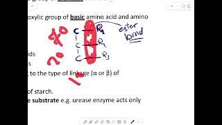 Specificity of The enzymes [upl. by Eldredge833]