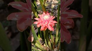 Etlingera elatior Pink Flower Etlingera elatior Exotic Tropical Flowers Health benefits of Etlingera [upl. by Boycie173]