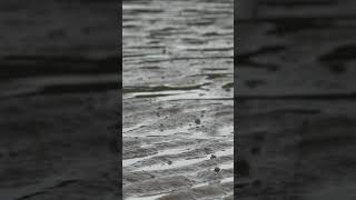 The Sound of Waves and Rain 🌊☔  Healing ASMR relaxingmusic nature rain [upl. by Elyad]