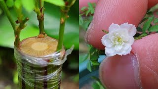 I grafted the worlds smallest rose on a tree [upl. by Sara-Ann]