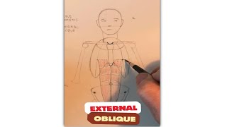 Drawing the External Oblique muscle figureanatomy anatomyart anatomy art anatomydrawing [upl. by Powers]