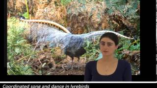 Coordinated song and dance in lyrebirds [upl. by Dacia]