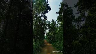 Hoito jabe vule shubhamita song blessed jangal forest travel green youtubeshorts [upl. by Yelrebma]