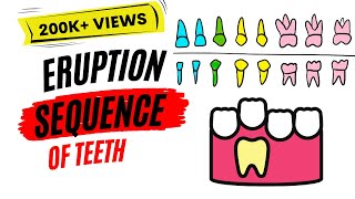 Eruption of teeth [upl. by Semela]