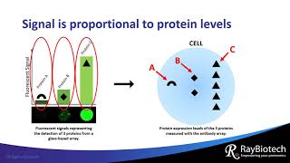 What is an Antibody Array [upl. by Herries123]