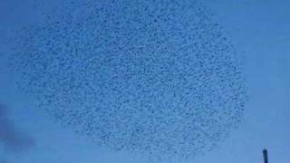 Amazing Starling Formation Over Chichester [upl. by Sardse]