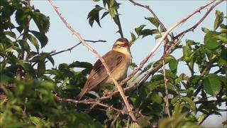 Sedge Warbler singing [upl. by Naira]