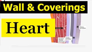 External Structure of the Heart  Wall and its coverings  Nursing Lecture [upl. by Remmer]