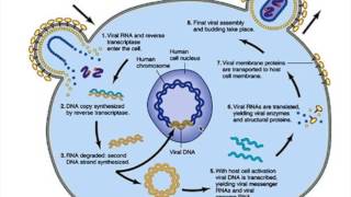 5V Levenscyclus HIV [upl. by Ruzich]