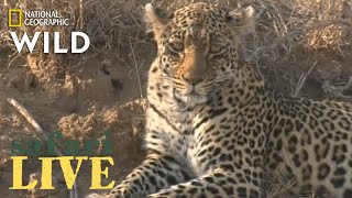 Safari Live  Day 220  Nat Geo Wild [upl. by Mackey]