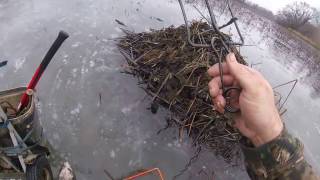 Nonstop muskrat trapping episode 2 [upl. by Eecak]