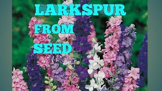 How to grow LARKSPUR GIANT IMPERIAL MIXED from seed [upl. by Roter]