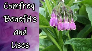 Comfrey Benefits and Uses [upl. by Llesram]