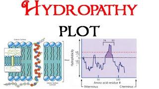 Hydropathy plot [upl. by Onairelav563]