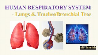 Lec 02 Lungs amp TracheoBronchial Tree  Human Respiratory System [upl. by Novoj]