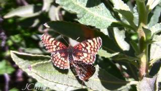 Butterflies Mating Gabbs Checkerspots V05231 [upl. by Honebein901]