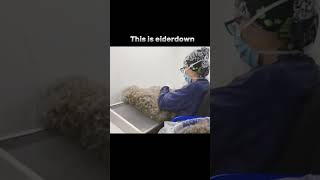 EIDERDOWN  eiderdown soft viralvideo [upl. by Hodges]