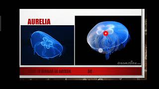 Classification of Cnidaria and Porifera Part 1 Explained in Urdu [upl. by Adah196]