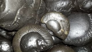 Shaligram  different types of shaligram shila  gandaki river shaligram शालिग्राम शिला [upl. by Dehsar]