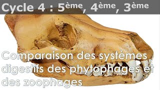 SVT  Cycle 4  COURS  Comparaison des systèmes digestifs des phytophages et des zoophages [upl. by Selrahc]