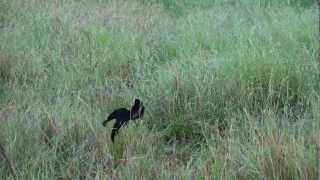 Jacksons widowbird mating dance [upl. by Latsyrk354]