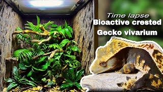 Bioactive crested gecko vivarium timelapse [upl. by Nerreg]