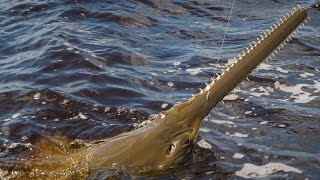 Florida River Monsters  Caloosahatchee Sawfish [upl. by Halsey]