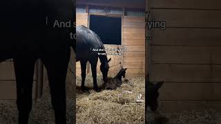 So did you get it right foal horse equestrian viral baby newborn babyhorse bodylanguage [upl. by Wandie]