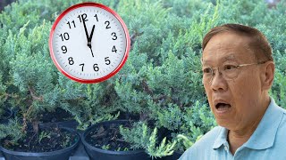 Pruning 100 nursery stock juniper into prebonsai amp meeting Yoyo Watch and learn this process [upl. by Annawd]