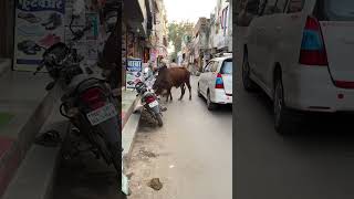 Holy cow India travelfeed travel shortstravel shortsfeed travelfeed indiatravel travelvlog [upl. by Akinehs]