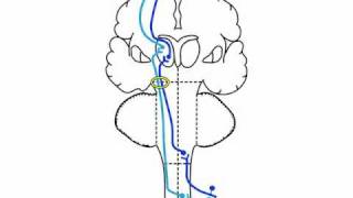 sensory examination  anatomy  Location of Tracts [upl. by Alliehs]