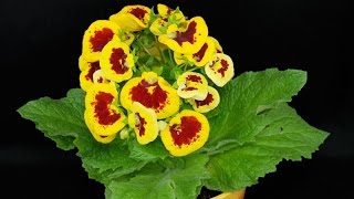 Calceolaria × herbeohybrida  Pantoffelblume  Ladys Purse [upl. by Noitsirhc]