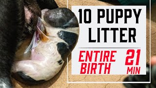 How To Whelp A Litter Of Puppies  Complete Guide [upl. by Dahl213]