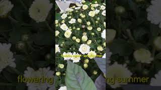 Gardenia Jasminoids var fortunianaFortunes cape Jasmine [upl. by Purdum]