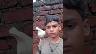 Pigeon changing life 😱🕊️🤬pigeon bird kabootar shorts [upl. by Ahsiak]