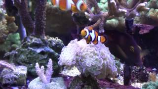 Clownfisch  Anemonenfisch im 250L Aufzuchtbecken Meerwasseraquarium 1080p HD HQ [upl. by Alletsirhc]