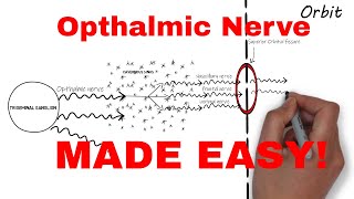 The Ophthalmic Nerve  Trigeminal Nerve Part II  Neuroanatomy [upl. by Acenom711]