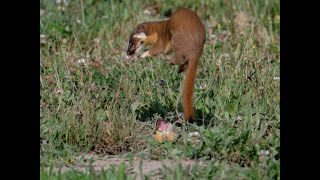 Slowmo video of long tailed weasel cubs playing [upl. by Myriam527]