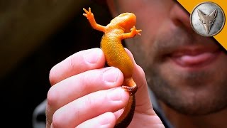 Extremely Poisonous Newt [upl. by Kelley]