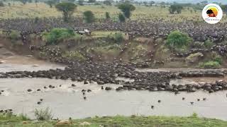 Wildebeest Migration River Crossing  Nature Nest Safaris [upl. by Erdnassac]