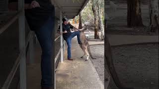 Un CANGURO ataca a unos TURISTAS en AUSTRALIA shorts [upl. by Yenruoc]