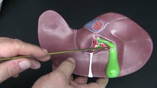 Introduction to the Gastrointestinal System 2  The Gastrointestinal Glands [upl. by Idalla936]