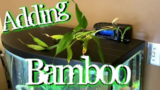 Adding Lucky Bamboo In Aquarium  Dracaena Sanderiana   A1A Adventures [upl. by Ahsinor]