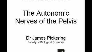 Autonomic Nerves of the Pelvis [upl. by Annalise]