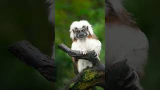 Cottontop Tamarin CottonTop Tamarin Oedipomidas oedipus  Observed in Description [upl. by Lazaro]