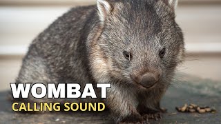 Wombat Calling Sound [upl. by Elakram]