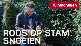 De Stamroos of roos op stam snoeien in de lente Hoe doe je dat  Tuinmanieren [upl. by Schick]